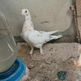 KEPDERI.