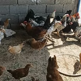 horazlar