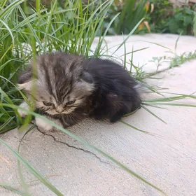 Вислоухий котенок