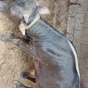 ökuz