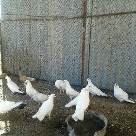 Kepderi