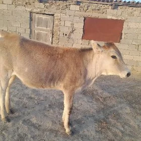 Urkaçy tüwe