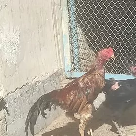 Taşkent. Horoz