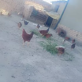 Jüje