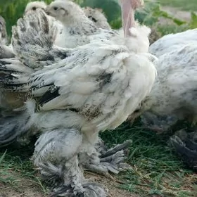 Arassa brama