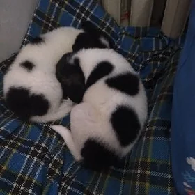 щенки
