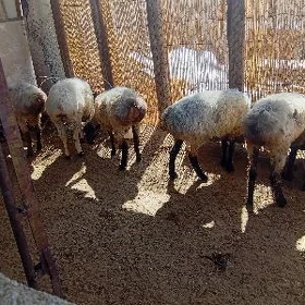işek.tokly.berre