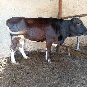 sygyr