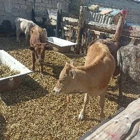 öküzçe tüwe öküz göle