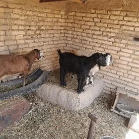 Kelek geçiler