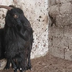 geci gysyr bakyda duran