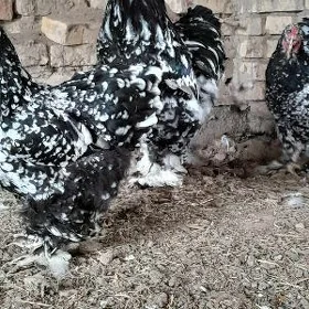 Brama Mramyr yumurtga