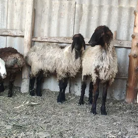 Goýyn işşek