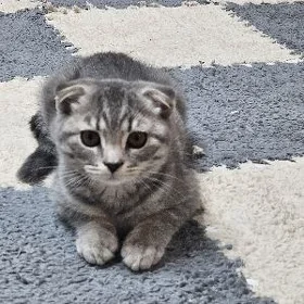 котятки
