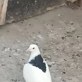 kepderi