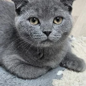 котятки