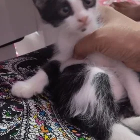 кошка