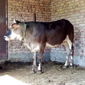Tohum Tüwe Bakyda Duran