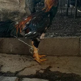 horaz