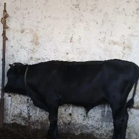semiz öküz