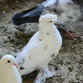 kepderi