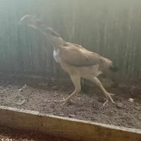 Бейес товук