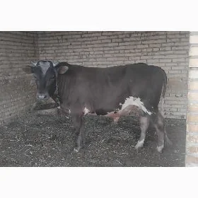 Ökuz