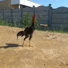 Horoz