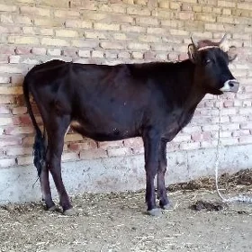 Tohum Tüwe 1 ýaş 2 aýlyk