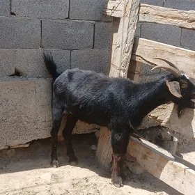 Geci
