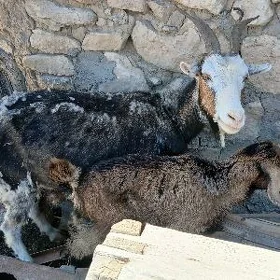 Geci