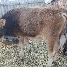 okuzce