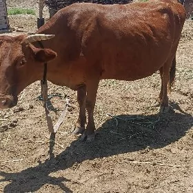 sygyr