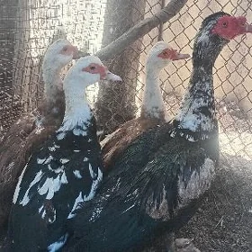 ördek(induşga)
