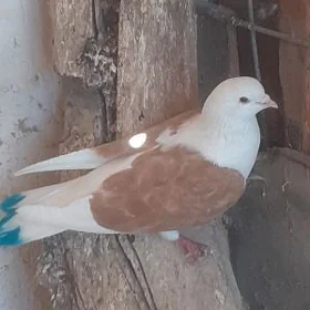 kepderi голуби