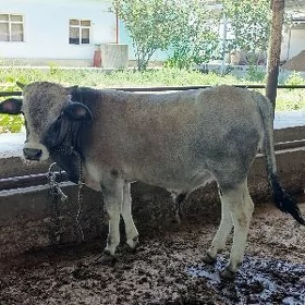 öküz