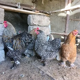 Gigant jerski Eŷran brama