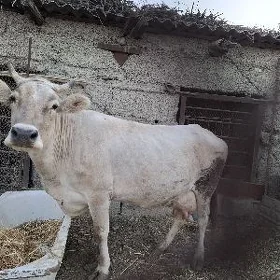 swes tohum goleli sygyr