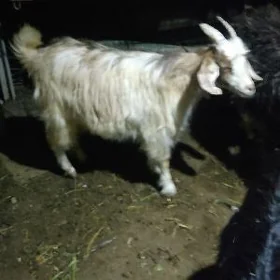 çebişler