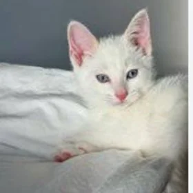 котёнок