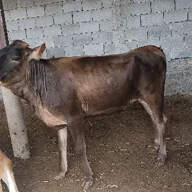 tuwe arginal şives
