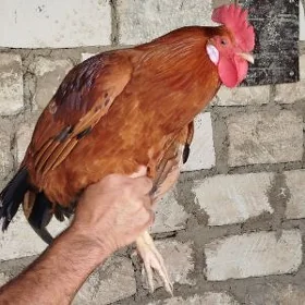 Yaş horaz