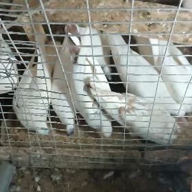 kepderi
