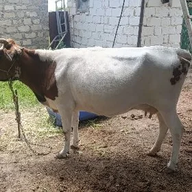 Sygyr