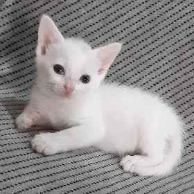 Отдам котят