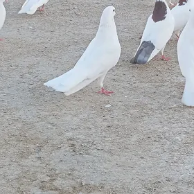 kepderi