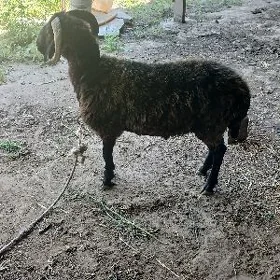 goç