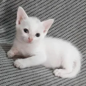 Отдам котят