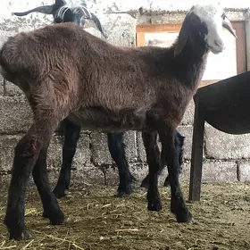 tokli