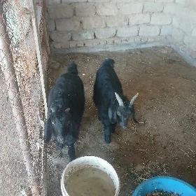ГЕСИ. ЧЕВИШ